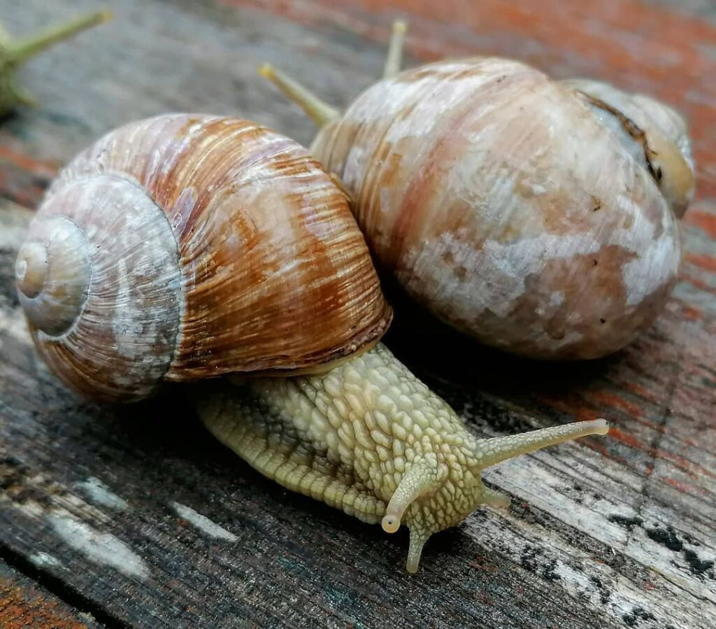 2Roman-snails
