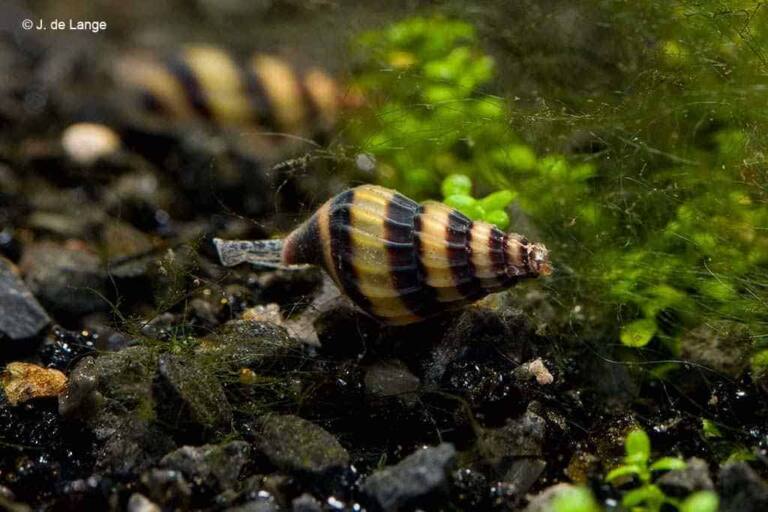 Anentome-Helena-snail