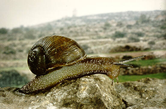 Mediteranean-green-snail