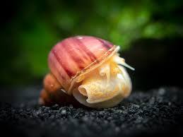 Magenta-Mystery-snail