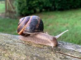 turkish-snail