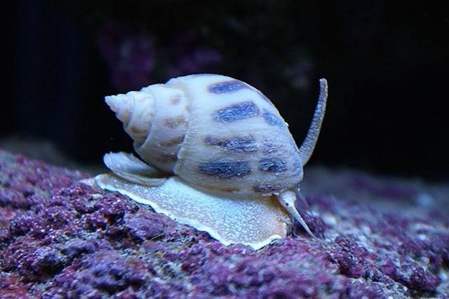nassirus-snail