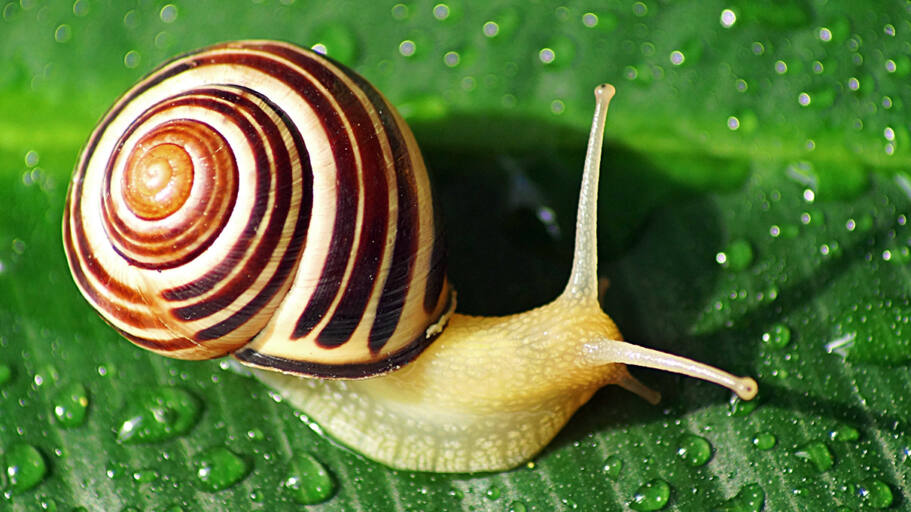 large-snail