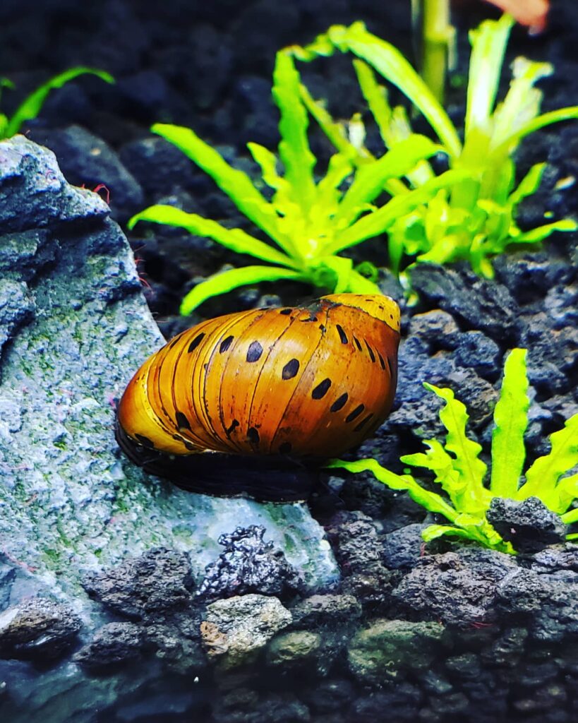 tiger-nerite-snail