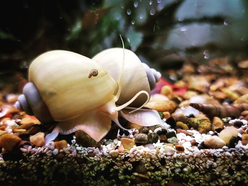 ivory-snail