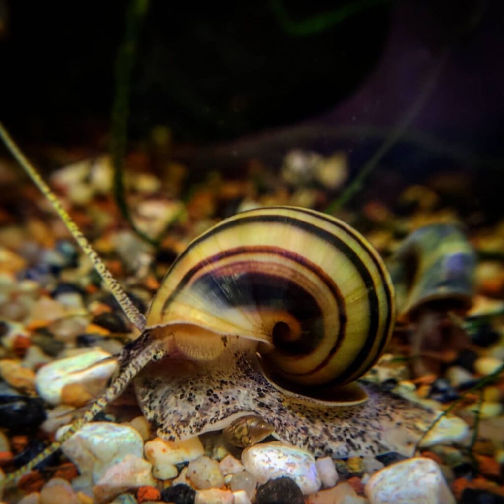 zebra-apple-snail